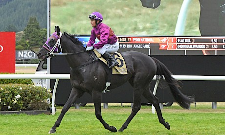 Lisa Allpress brings back Lincoln’s Kruz after his impressive win at Trentham. PHOTO: Peter Rubery/Race Images.