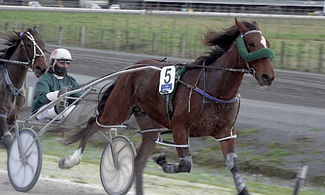 Louie The Punter should go well again for Zachary Butcher at Auckland on Friday night.