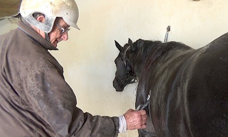 Trainer Ray Green using a heart rate monitor, which told him today that Copy That was fighting fit.