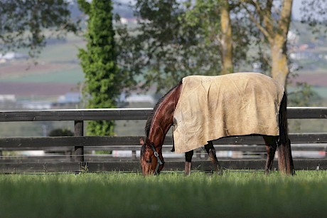Copy That enjoys a pick in his paddock. PHOTO: Trish Dunell.