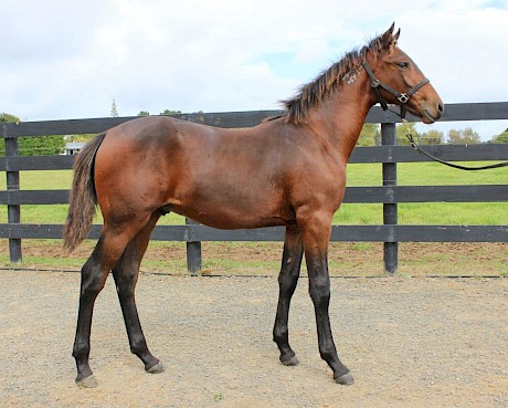 This Vincent colt is from a Brigade of big winners.