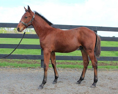 Lincoln Farms raced this Art Major colt’s relative Alta Intrigue.