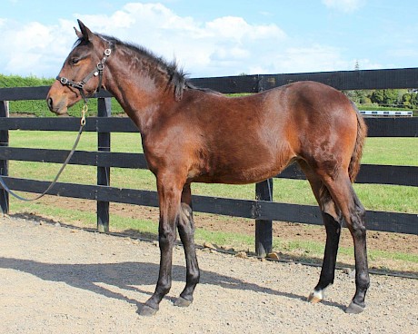 This Art Major filly is out of the good mare Fizzi Lizzi.