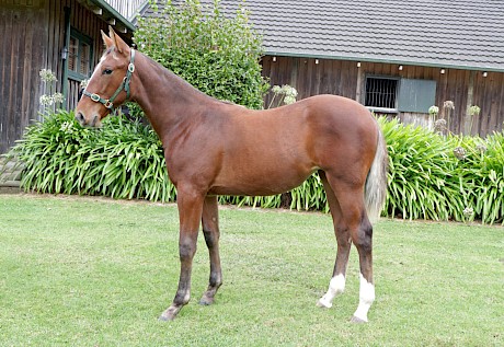 Lincoln Farms’ star three-year-old American Dealer features in the family of this showy Sweet Lou filly.