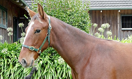 This Sweet Lou filly out of fast mare Fizzi Lizzi was one of four weanlings bought by Lincoln Farms.