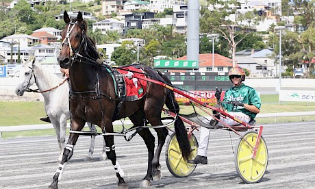 Bondi Shake has earned A$24,200 since arriving in Brisbane, missing a cheque only once in 15 starts. PHOTO: Dan Costello.