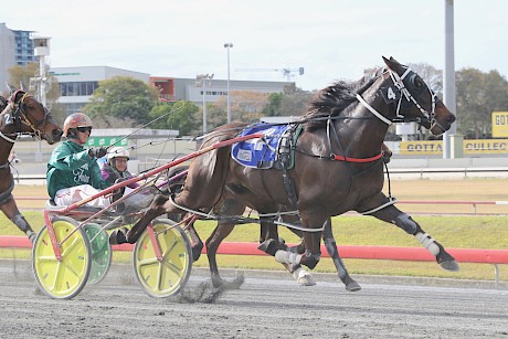 Trainer Al Barnes has had to put on his psychiatrist cap for Man Of Action. PHOTO: Dan Costello.