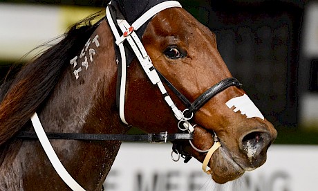 Tommy Lincoln, back from bone chip surgery, has won $51,455 this season.