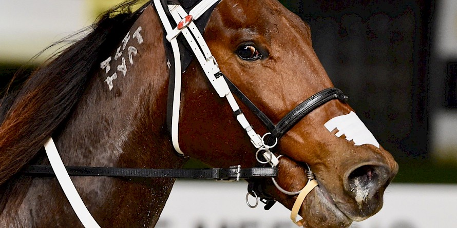 Tommy Lincoln, back from bone chip surgery, has won $51,455 this season.