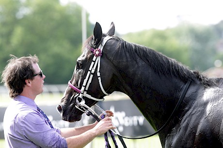 Platinum Invador won $448,360 from just 32 starts.