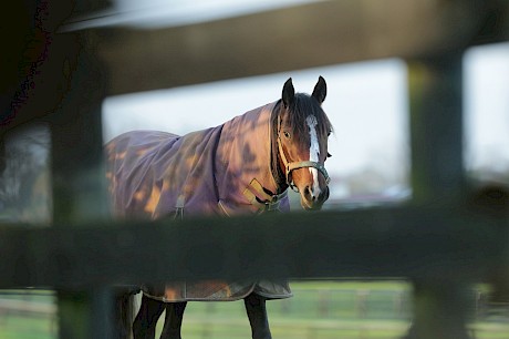 American Dealer … has had an easy time since puncturing a foot last weekend. PHOTO: Trish Dunell.