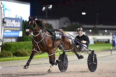 Louie The Punter … over-raced badly last start. PHOTO: Megan Liefting/Race Images.