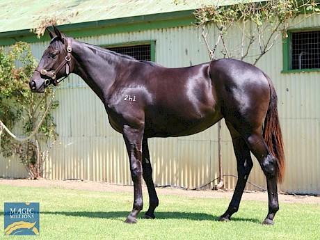 Platinum Machine was a A$32,000 yearling buy in Adelaide.