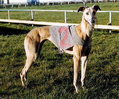 Misty Anna was the first greyhound to win $100,000 in New Zealand.