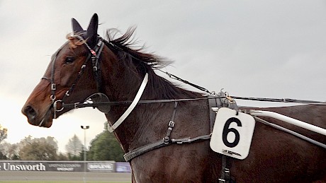 Five Wise Men after his impressive workout win at Cambridge last Saturday. He is unbeaten in his last seven starts.