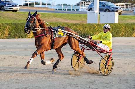 Highgrove … dominates betting on the Two-Year-Old Ruby. He has been beaten only twice in seven starts when he galloped early. PHOTO: Addington Raceway.