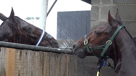 Copy That, right, checks out who’s next door in the wash bay at Cambridge after his Jewels run.