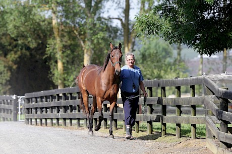 Trainer Ray Green walks Spice It Up at Lincoln Farms.