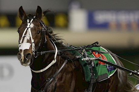 American Dealer … looks well placed in the last race at Albion Park on Saturday night.