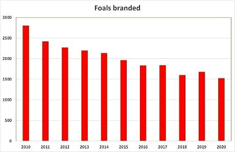 The number of foals branded has dropped alarmingly since 2010.
