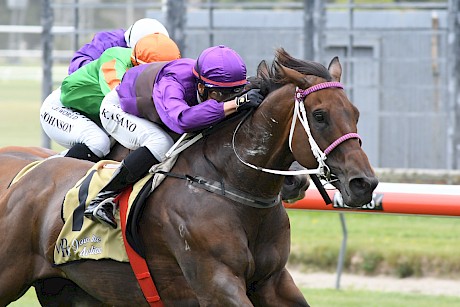 Lincoln Raider has an explosive finish and has been turning in some good gallops at Awapuni. PHOTO: Race Images.