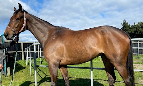 Lincoln King looking in good condition at his Riccarton stable today.