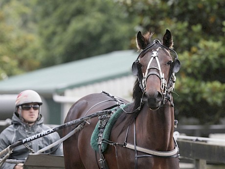 Pasquale, who debuts in the fifth race, is described by trainer Ray Green as a “lovely pacer.”