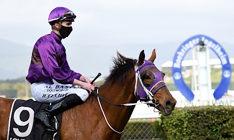 Ryan Elliot brings back Platinum Bordeaux, finally a winner at her 26th start. PHOTO: Peter Rubery/Race Images.