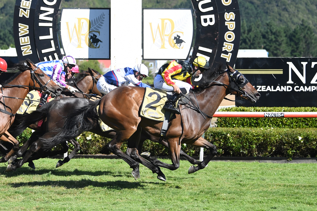 Lincoln King bags the $300,000 Wellington Cup.