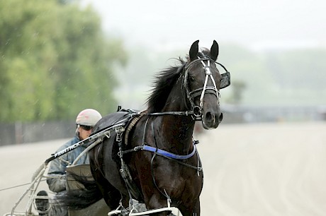 Bet On The Tiger … gets his first good draw on Friday night. PHOTO: Trish Dunell.