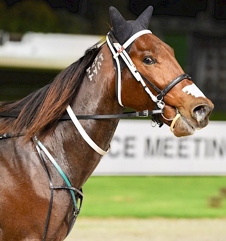 Tommy Lincoln … “He’s just such a professional racehorse and an earner.” 