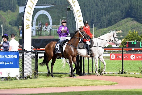 Lincoln Raider has returned a winner under the Trentham arch three times. PHOTO: Peter Rubery/Race Images.