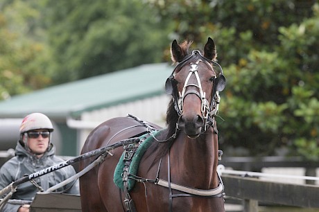 Zac Butcher, pictured driving Pasquale, takes the reins on Friday night. PHOTO: Trish Dunell.