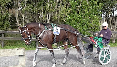 Trainer Ray Green, pictured behind Copy That, says he is “a better package than he was for the cup last year.”