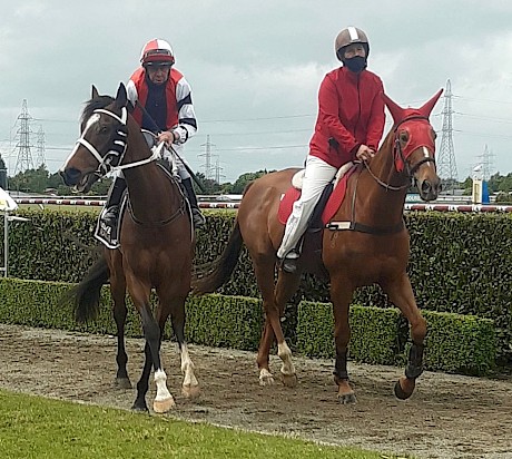 Chris Johnson brings Copy Me In back to scale at Ascot Park today.