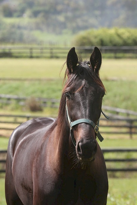 My Copy, a half brother to NZ Cup winner Copy That, debuts on Friday night. PHOTO: Trish Dunell.