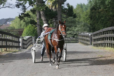 Ray Green remains trainer in charge of Copy That during his summer campaign in Melbourne. PHOTO: Trish Dunell.