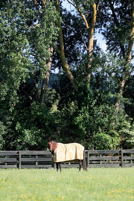 Copy That in a quiet moment at Lincoln Farms. He is thought to have kicked a rail in his paddock at Romsey in Victoria today. PHOTO: Trish Dunell.