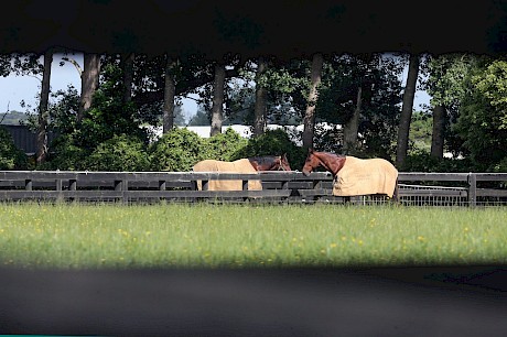 Copy That, right, with Simply Sam at Lincoln Farms before his departure for Australia. PHOTO: Trish Dunell.