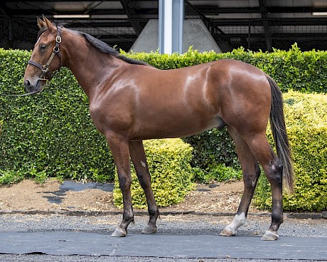 Al Barnes has high hopes for Lot 36 whom he is selling at Sunday’s APG yearling sale.