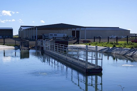 The 50 metre pool at Yabby Dam Farms on the outskirts of Ballarat.