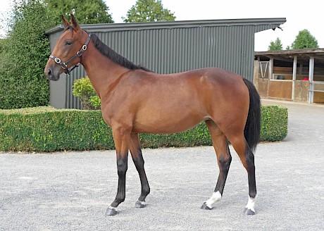 Lot 219 in Christchurch, by former Kiwi champ Lazarus, is one of the last foals out of the broodmare gem Unrehearsed.