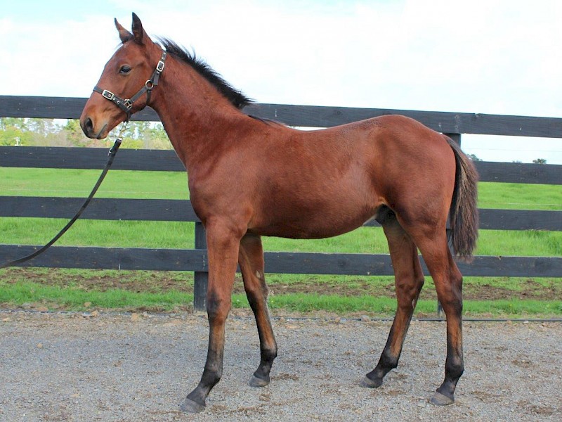 $27,000 Karaka weanling buy