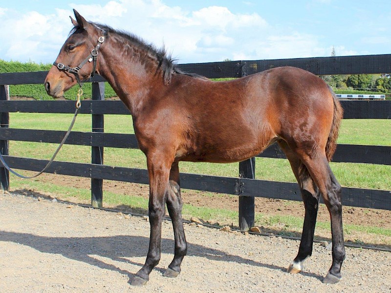 $18,000 Karaka weanling buy