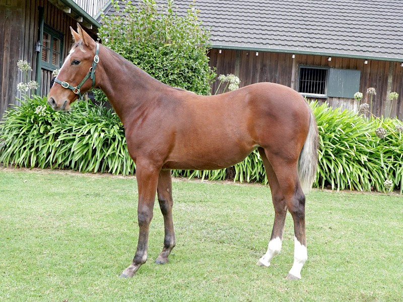 $14,000 Karaka weanling buy