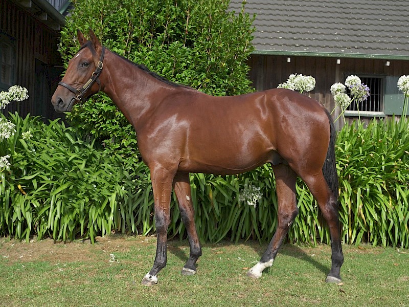 $30,000 Karaka yearling buy