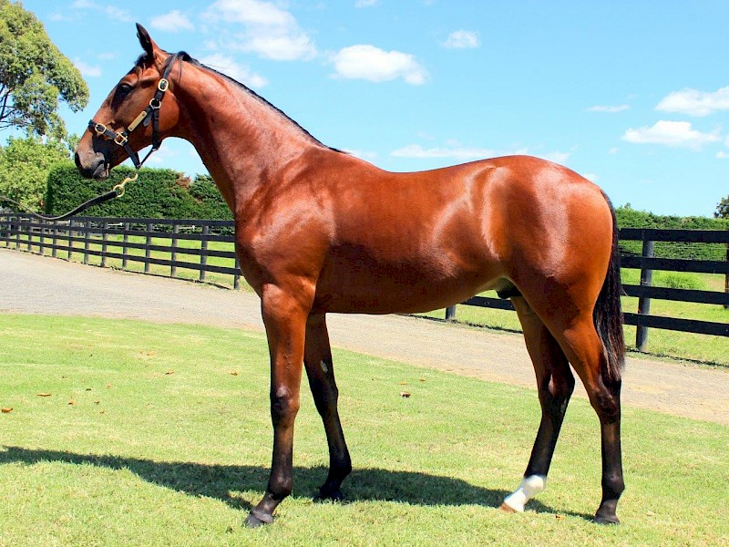 $95,000 Karaka yearling buy