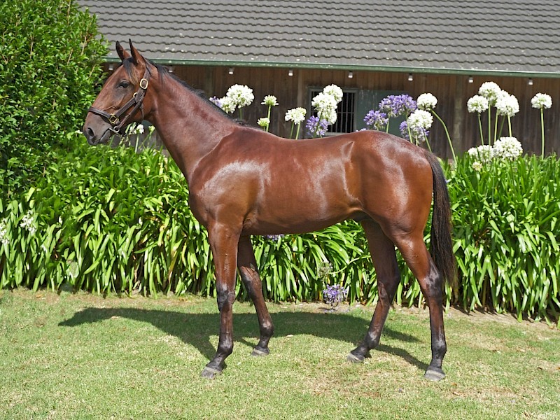 $140,000 Karaka yearling buy