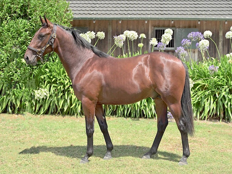 $100,000 Karaka yearling buy