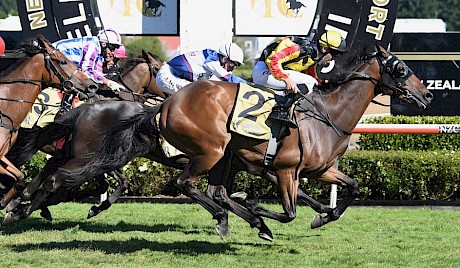 Lincoln King staves off stablemate Starrybeel to win the Wellington Cup. PHOTO: Peter Rubery/Race Images.